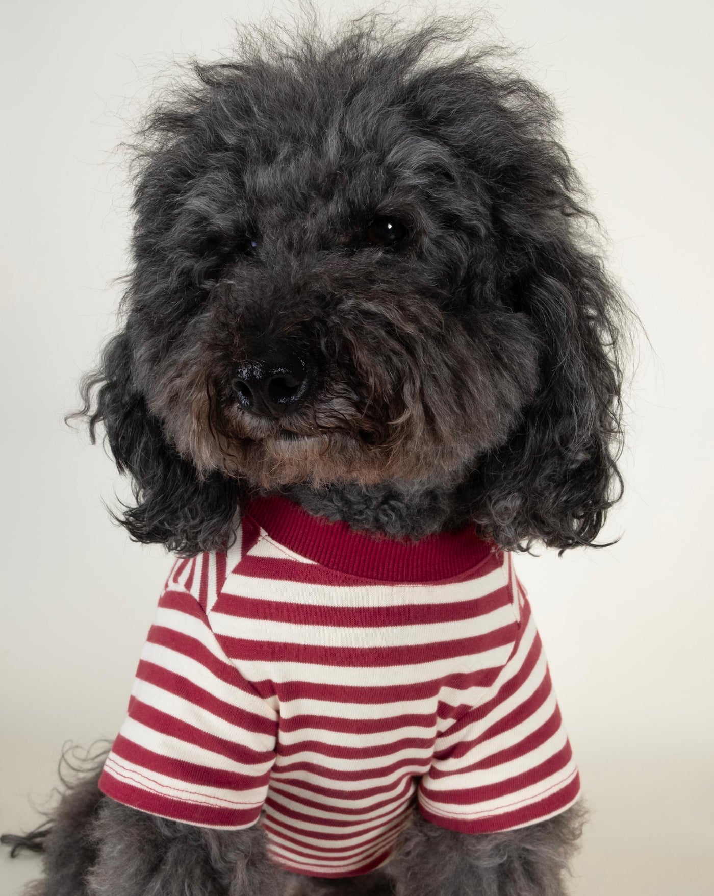 Bright red and ivory striped dog t-shirt, ideal for dogs like French Bulldogs and Cocker Spaniels.