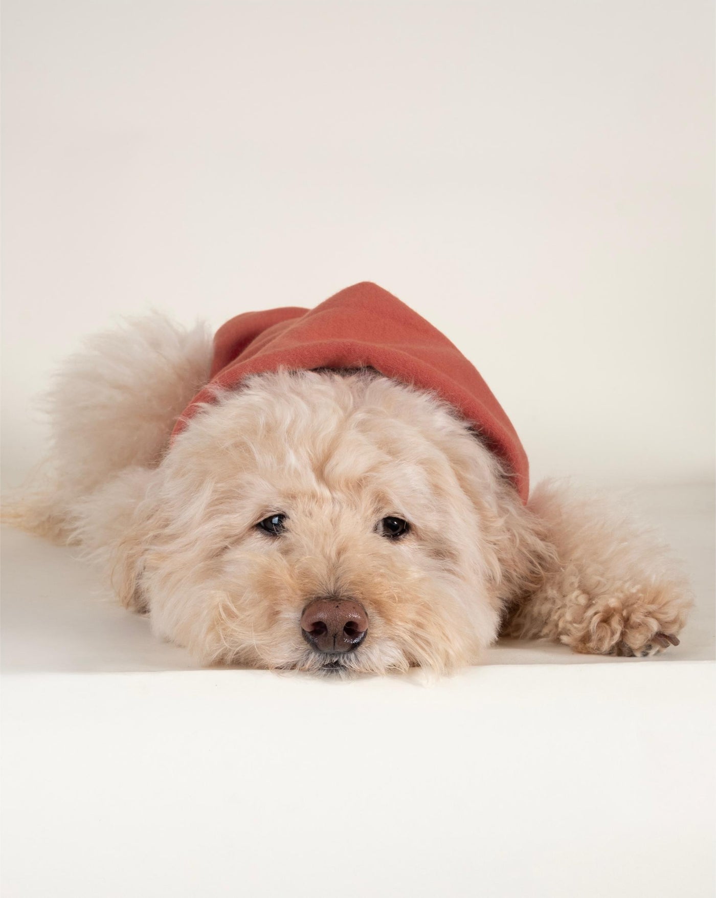 Your dog will love this cayenne red short sleeve hoodie, combining comfort and style for everyday wear.