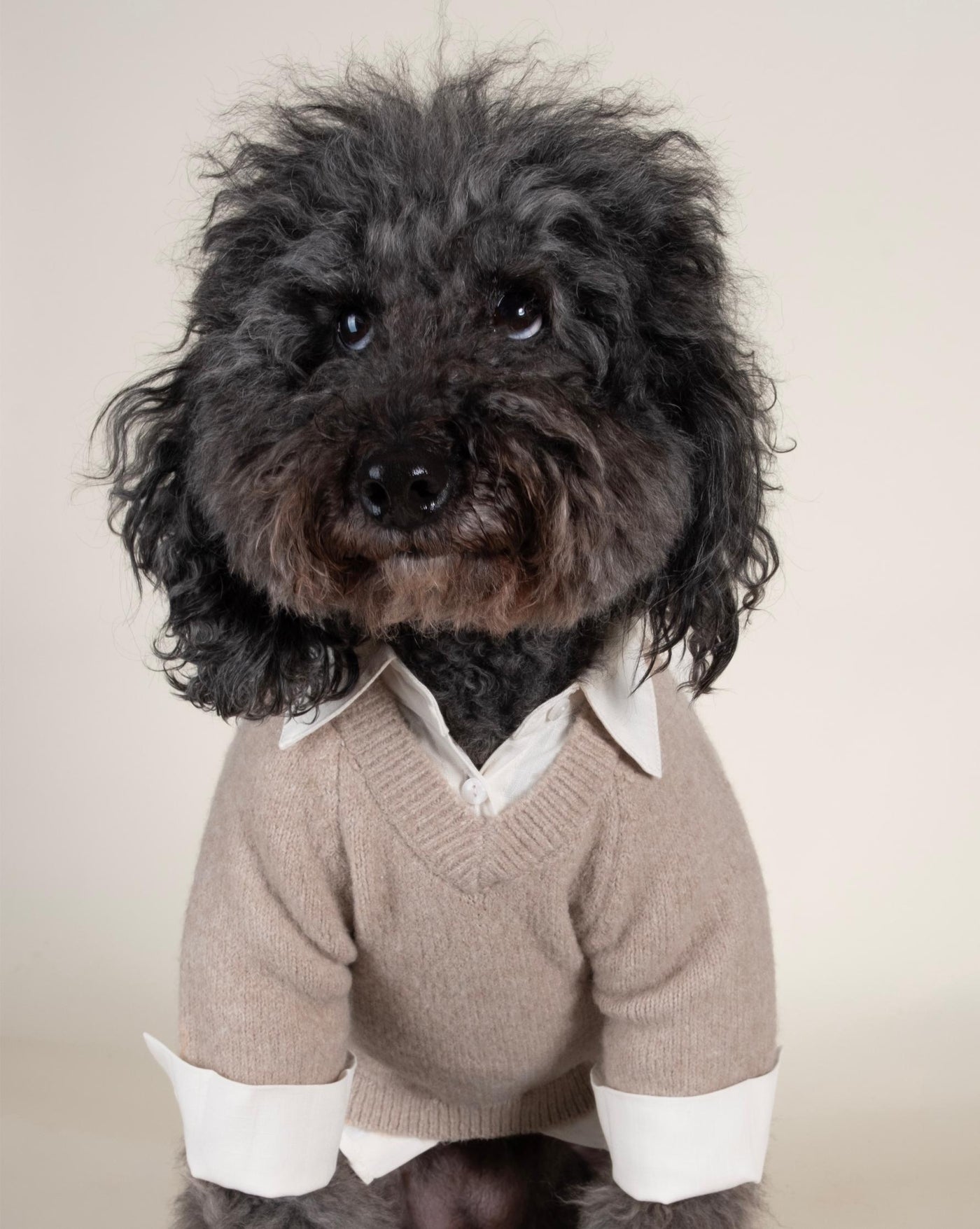 Two-fer collared dog sweater in white, ideal for sophisticated pets