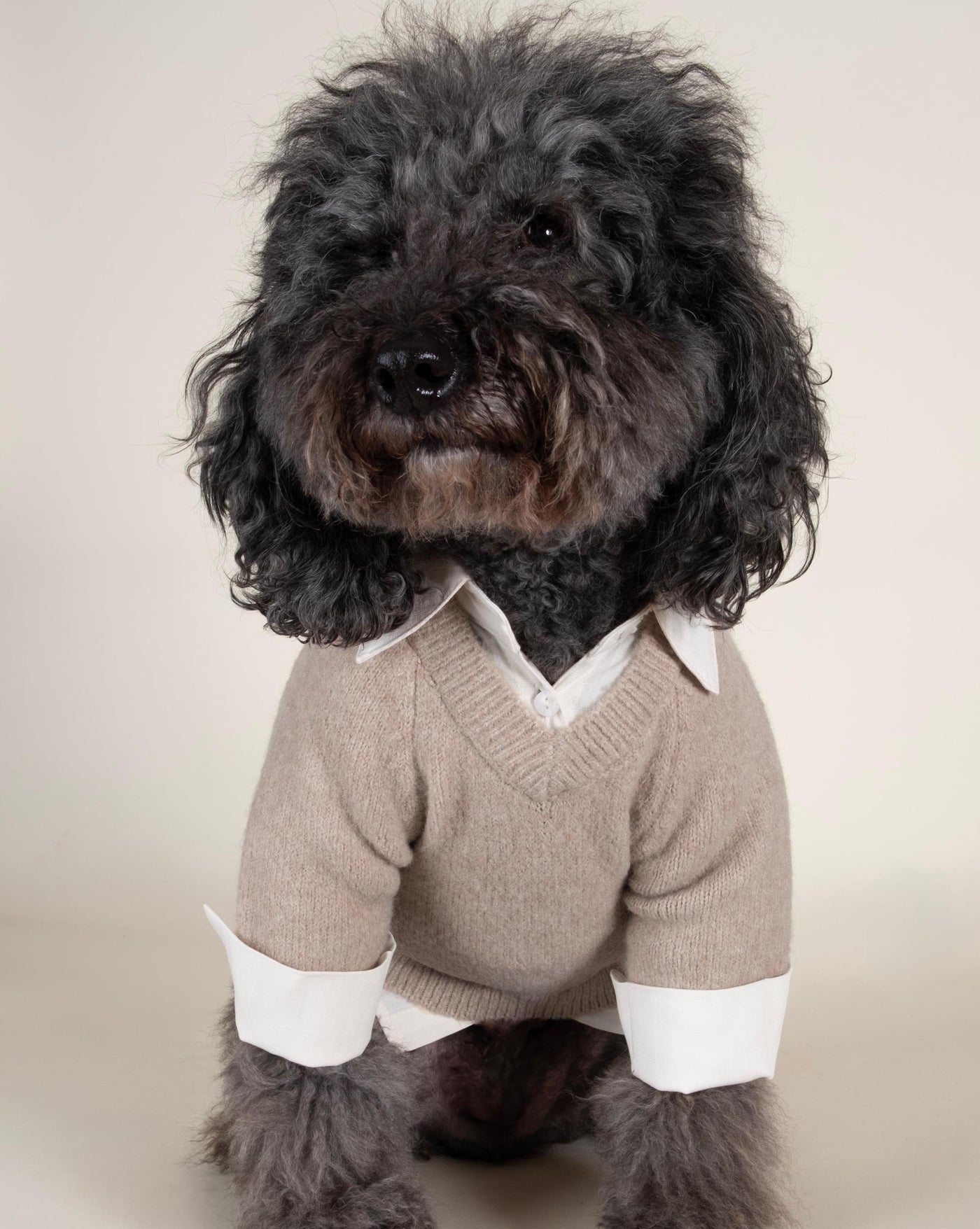 Like A Boss Two-fer Collared Dog Sweater