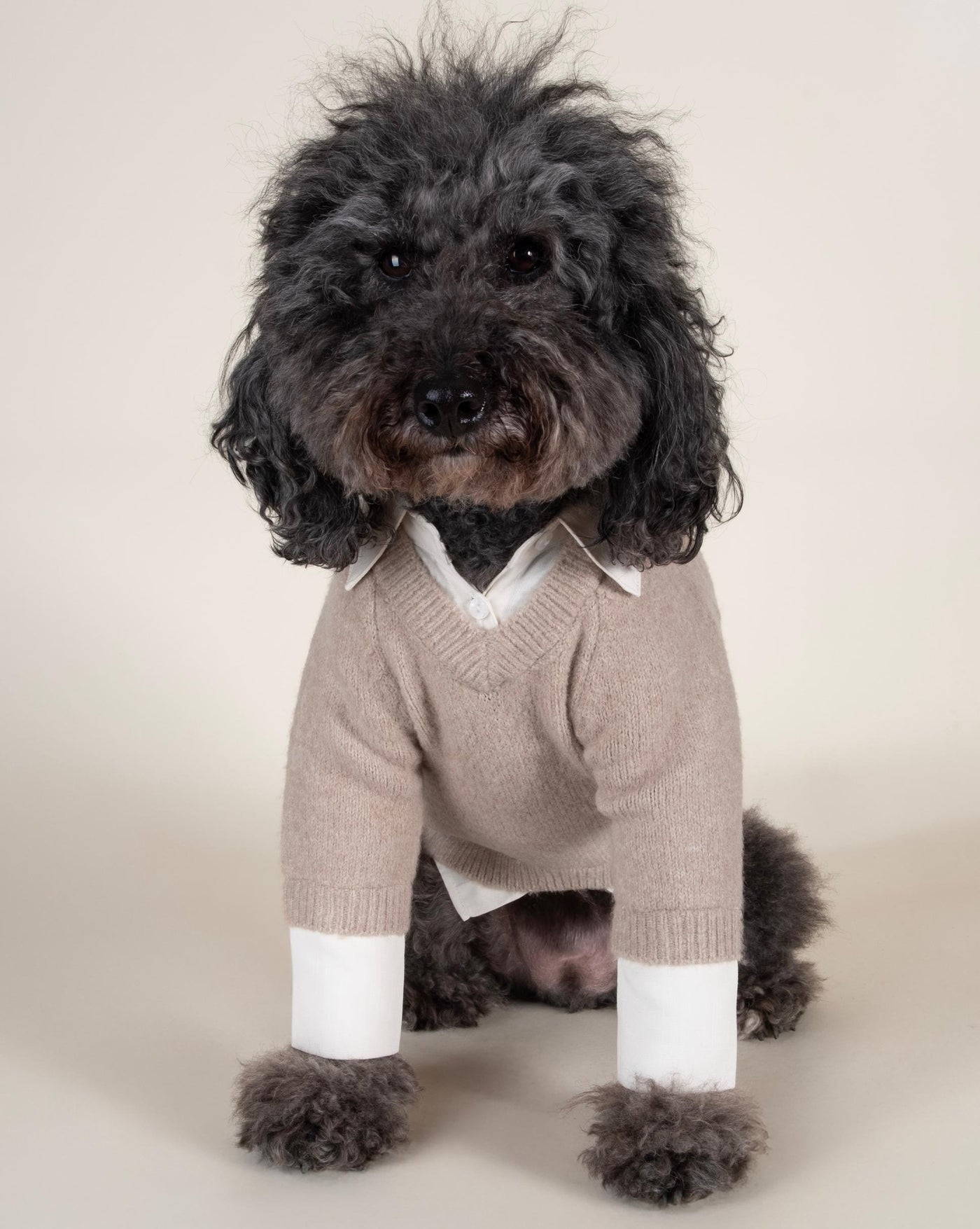 Like A Boss Two-fer Collared Dog Sweater