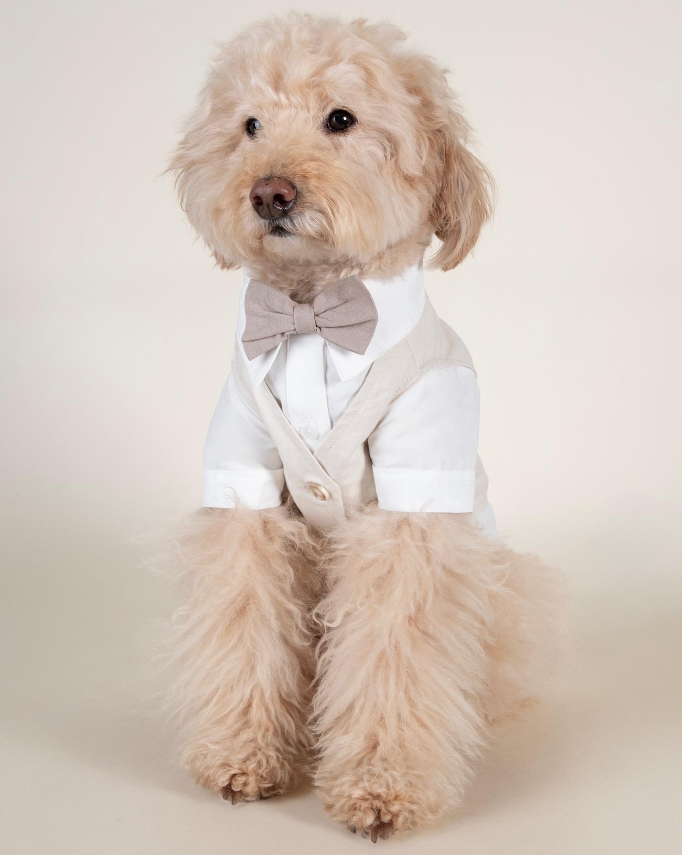 Dog wedding outfit showing a classy white button-up shirt, ideal for special occasions