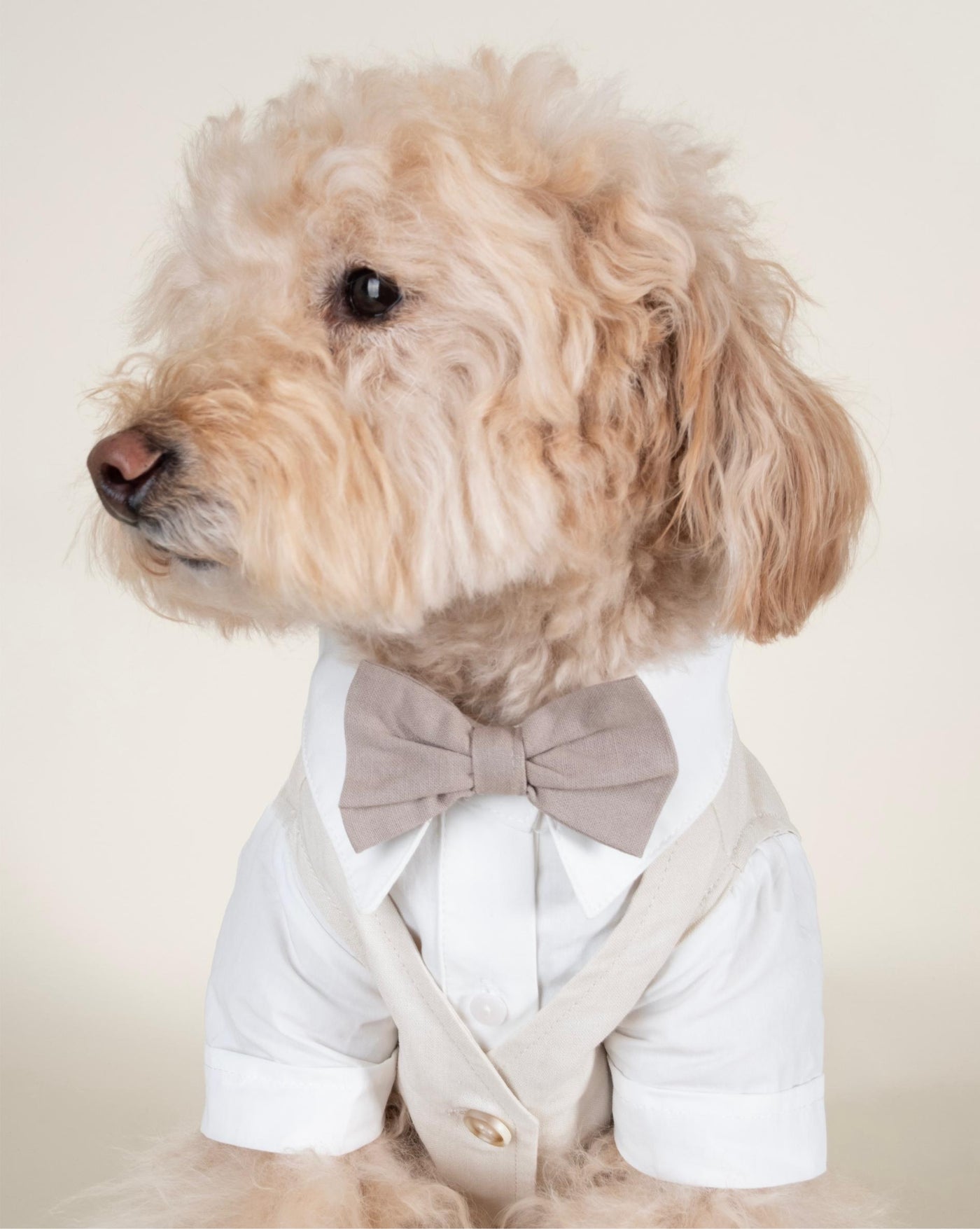 Boy dog wedding outfit featuring a white three-fer button-up shirt perfect for weddings