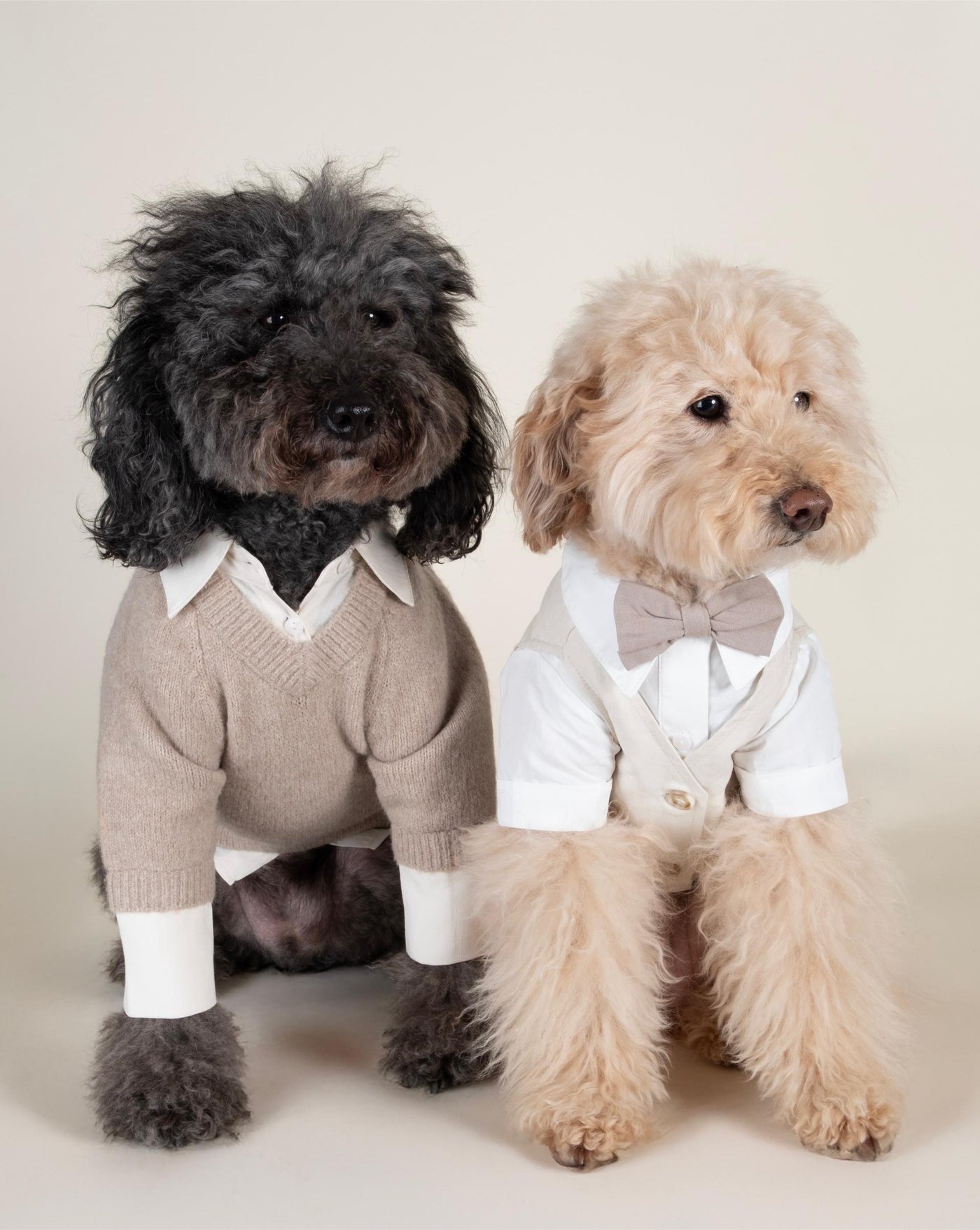 Boy dog wedding shirt in white with classic button-up style, designed for special events