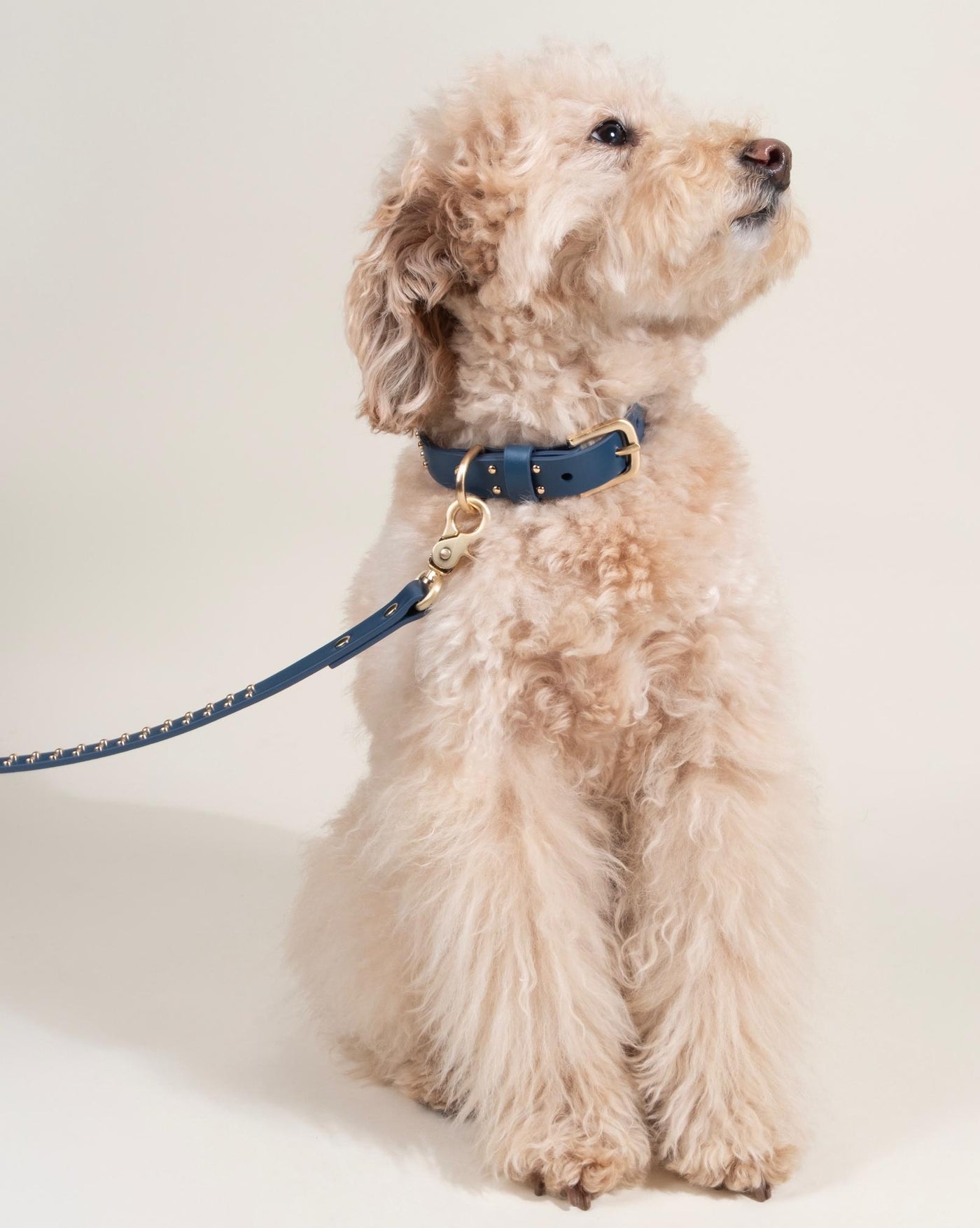 What a Stud Anchor Blue Leather Dog Collar