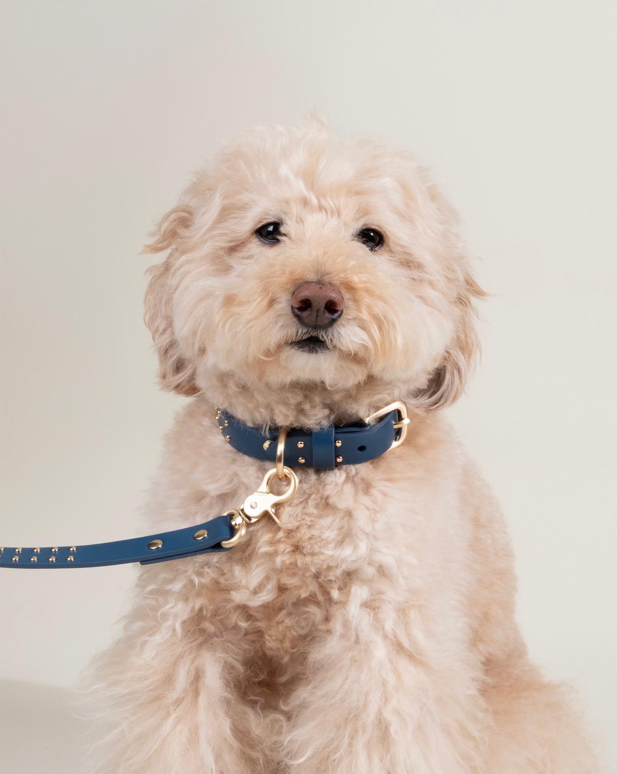 Stylish blue leather dog collar with stud accents, perfect for daily walks