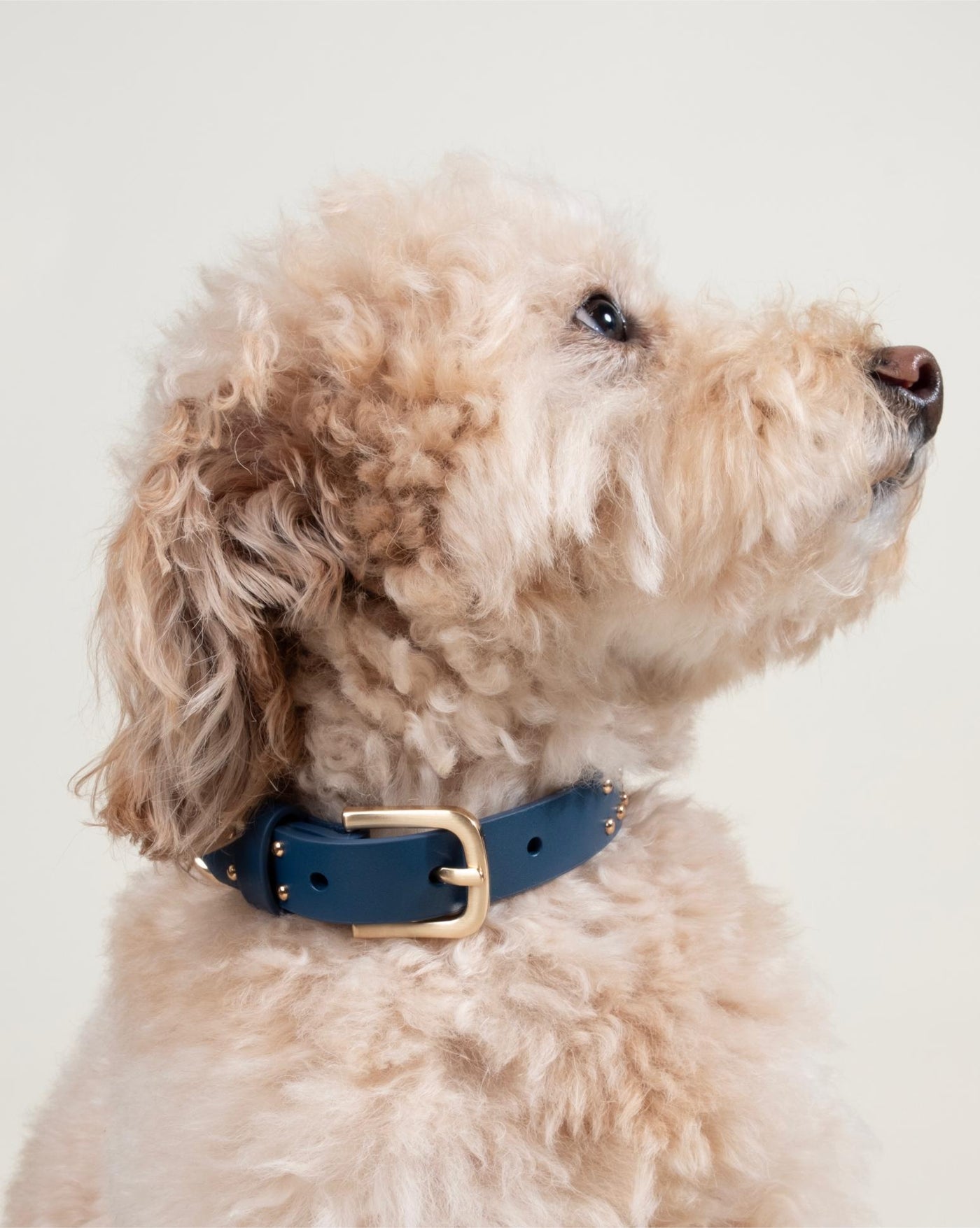 Durable blue leather dog collar with studs, ideal for medium to large dogs