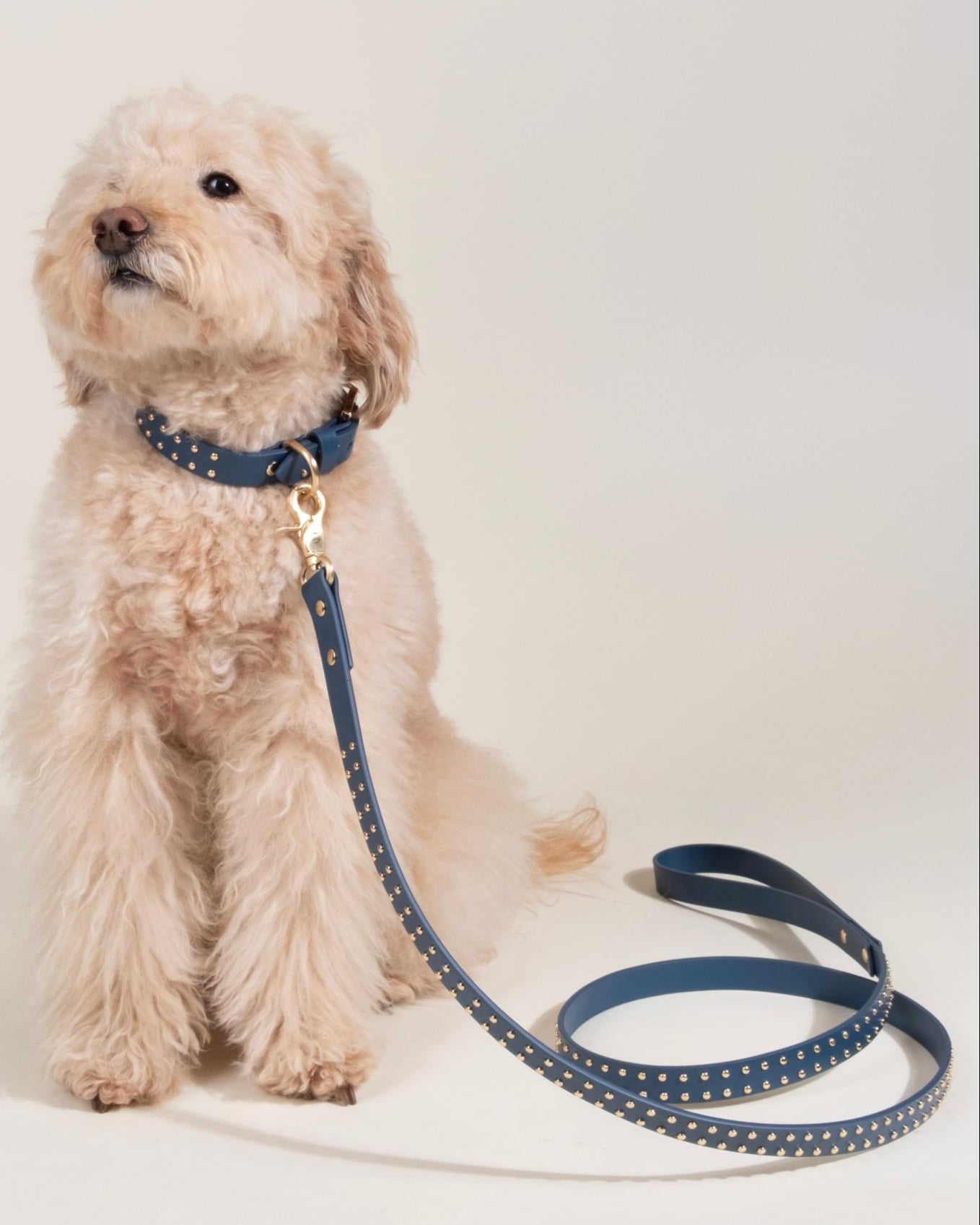 Durable navy blue leather leash with stylish stud accents, ideal for medium to large dogs