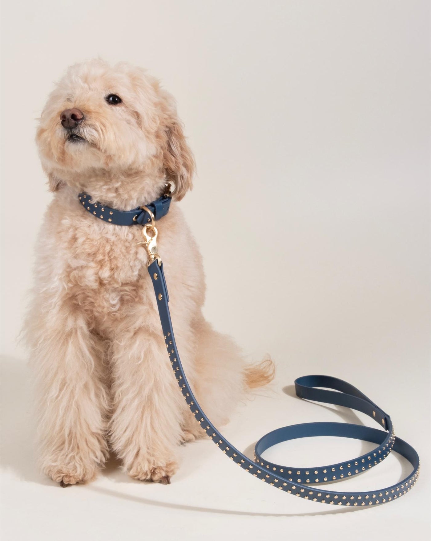 What a Stud Anchor Blue Leather Dog Collar