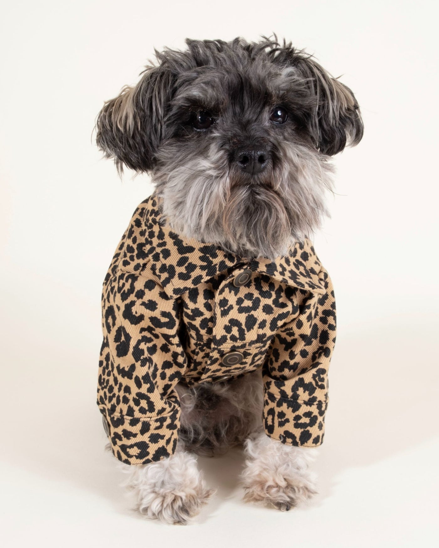 Chic leopard denim dog jacket for small to medium breeds like French Bulldogs and Schnauzers.