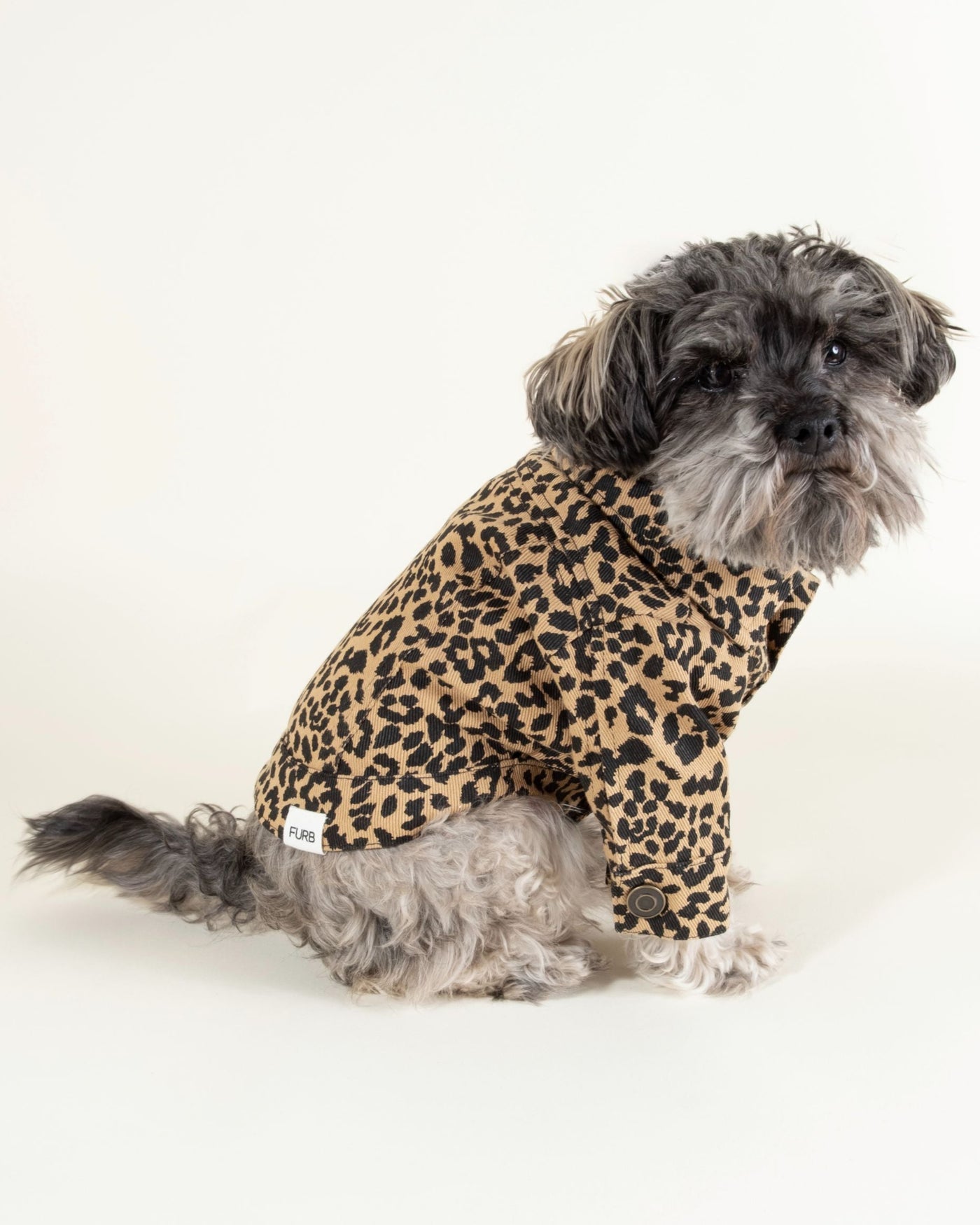 Stylish brown leopard denim jacket for dogs like Dachshunds and Cavaliers.