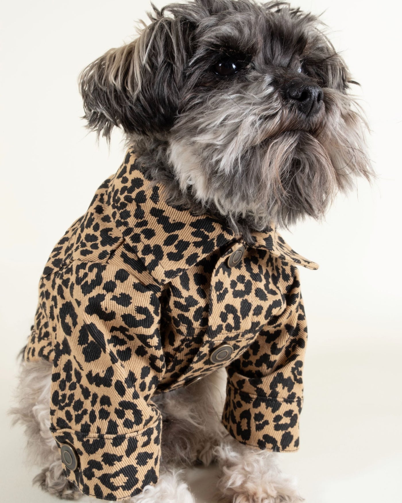 Versatile brown leopard print jacket for small to medium-sized dogs such as Beagles and Yorkies.