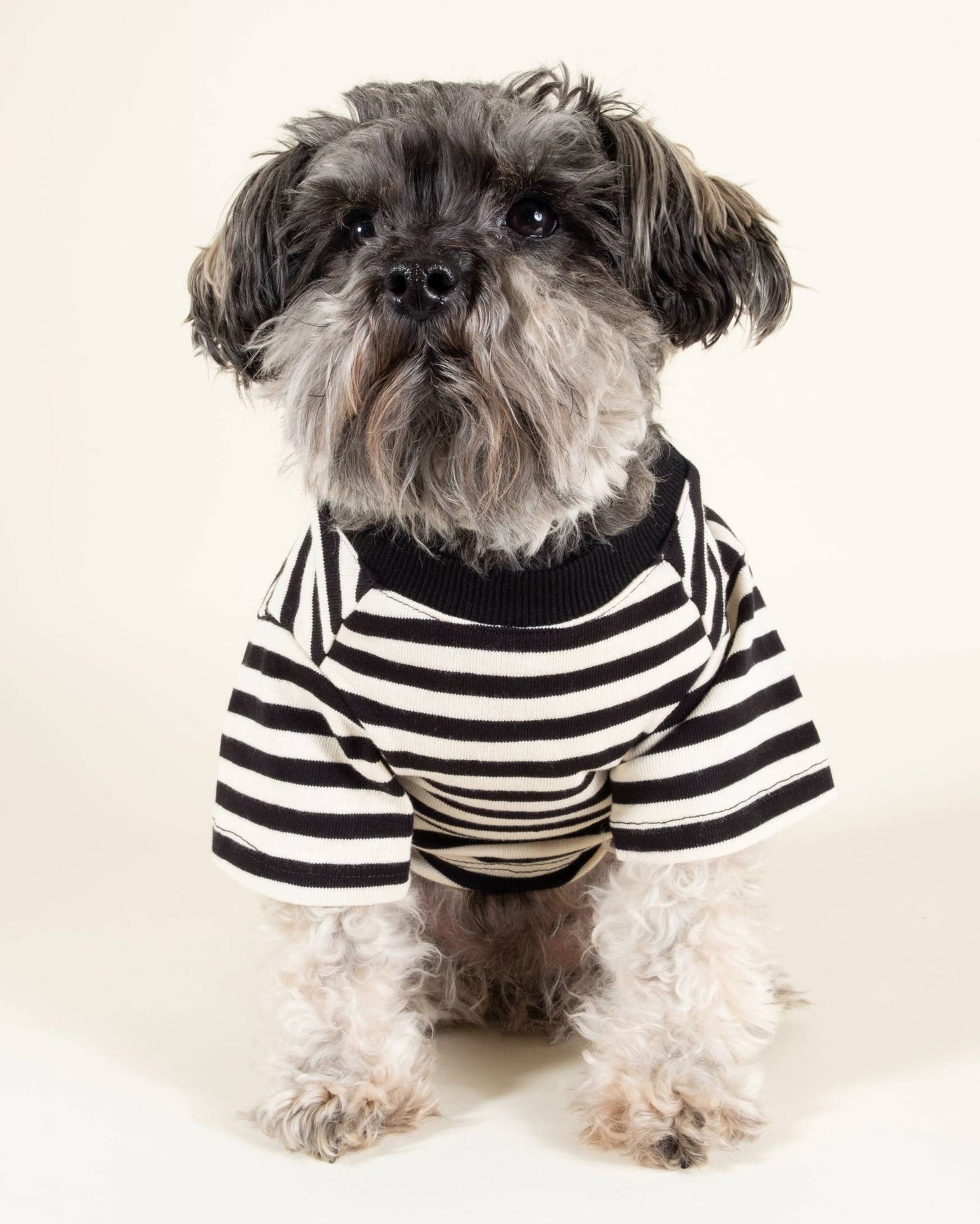 Black and ivory striped tee for dogs, ideal for breeds like Dachshunds and Shih Tzus.