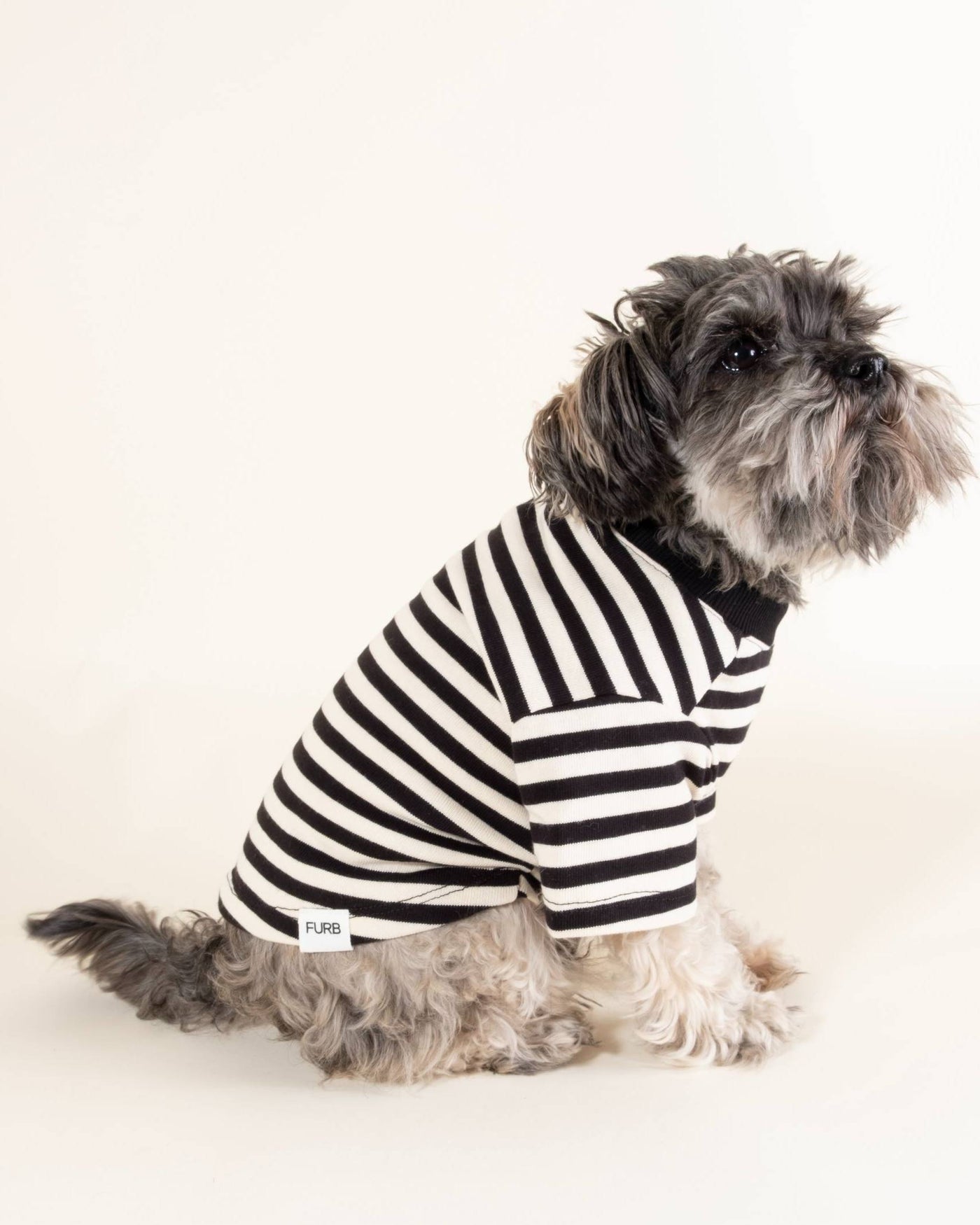 Classic black and ivory striped t-shirt for medium-sized dogs like Beagles and Schnauzers.