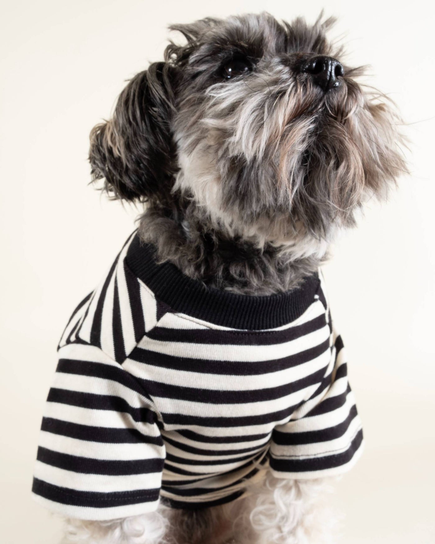 Striped dog t-shirt in black and ivory, perfect for small breeds such as Pugs and French Bulldogs.