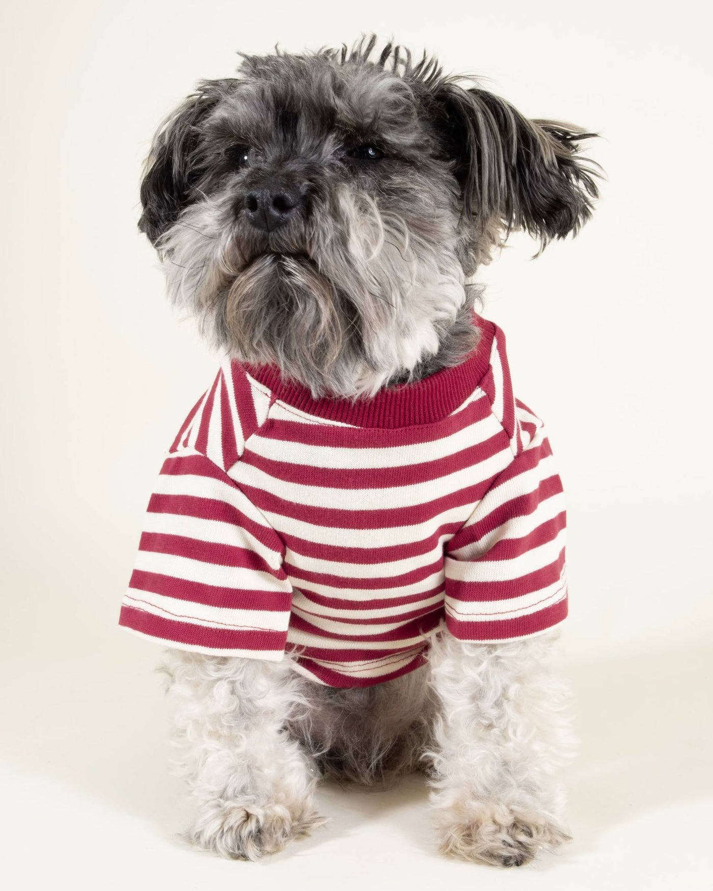 Red and ivory striped t-shirt for dogs, designed for small to medium breeds like Dachshunds and Cavalier King Charles Spaniels.