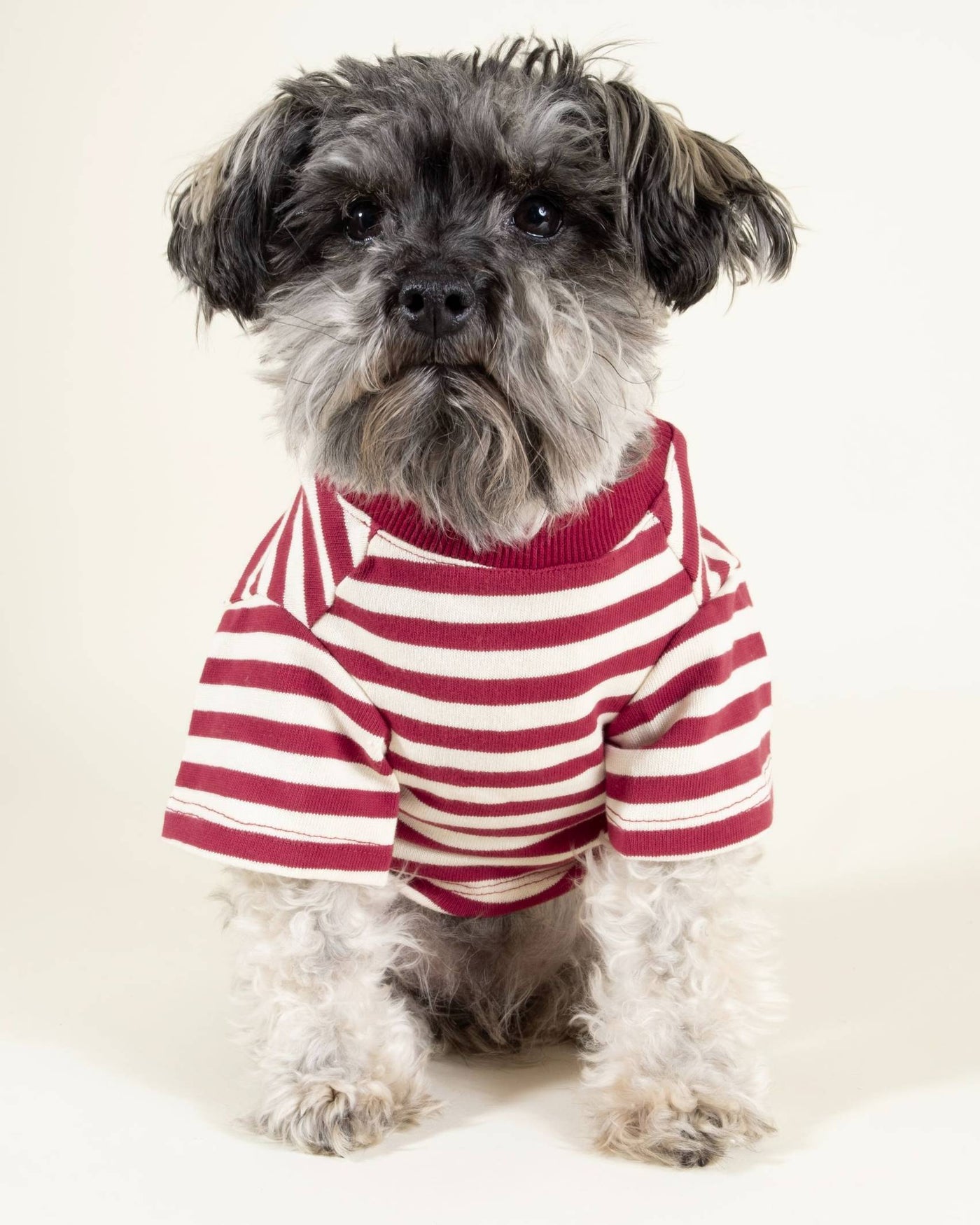 Red and ivory striped dog t-shirt, perfect for active breeds like French Bulldogs and Pugs.