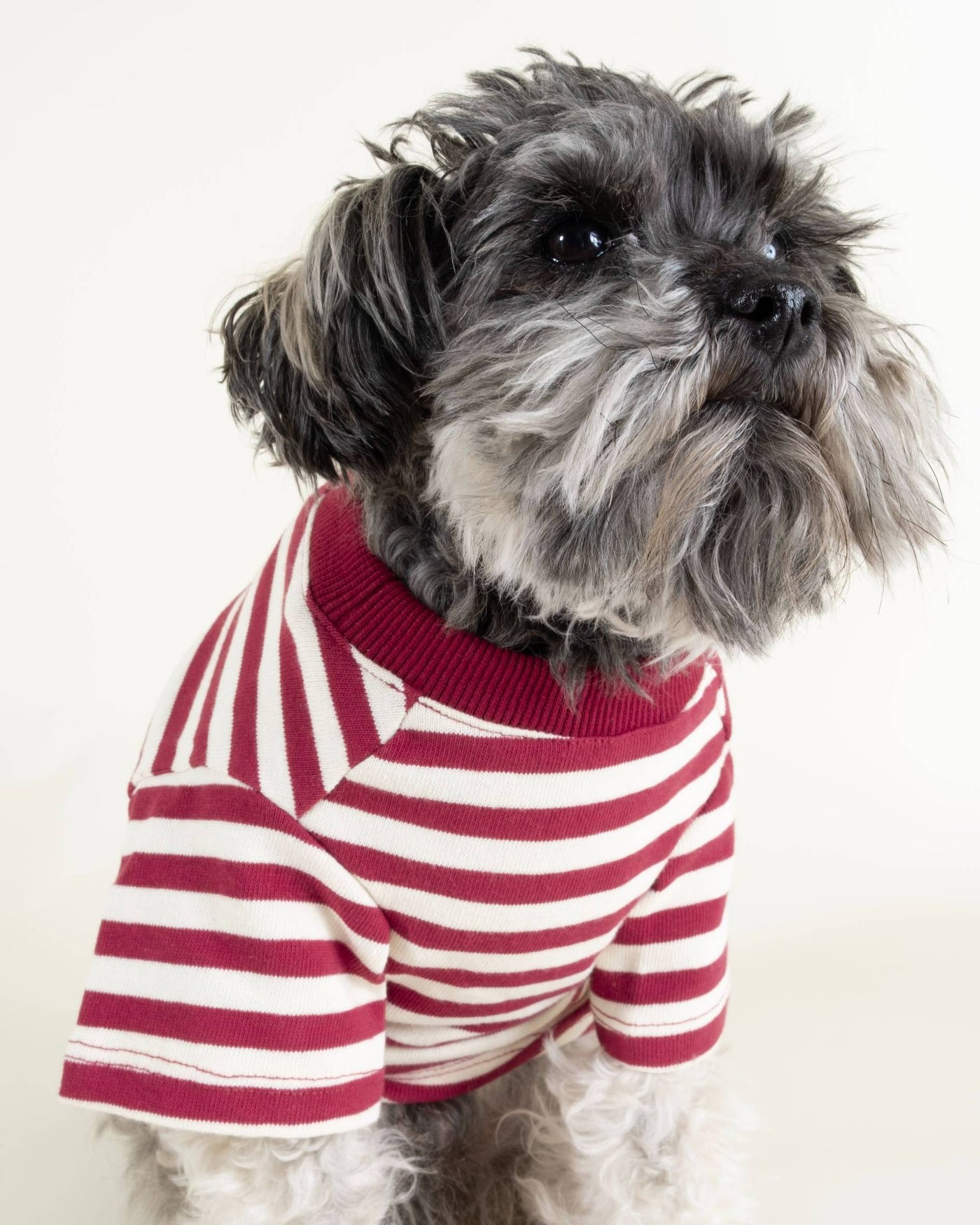 Bright and playful red striped dog t-shirt for breeds like Yorkies and Shih Tzus.