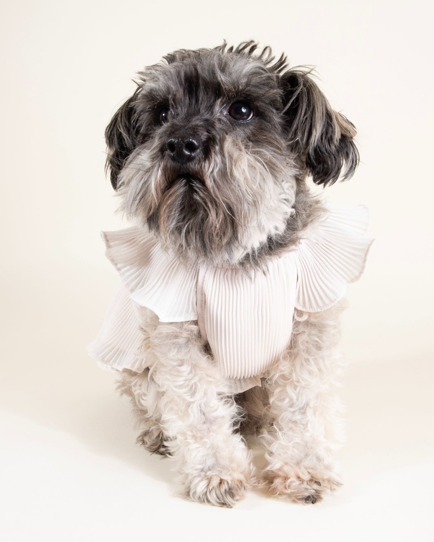 Soft pink chiffon dog dress for stylish breeds like Yorkies and Cavalier King Charles Spaniels.