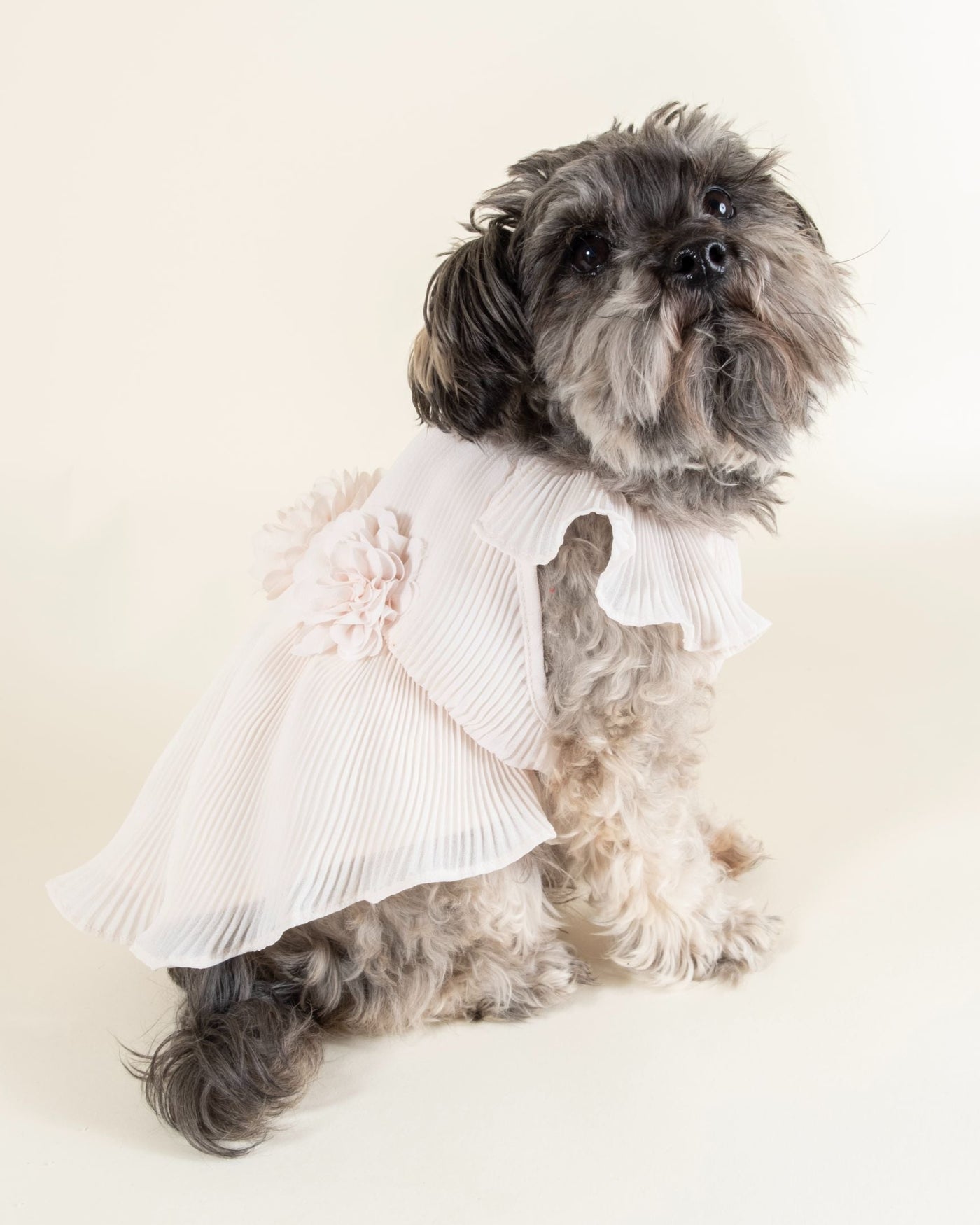 Sophisticated petal pink chiffon dress for small breeds like Poodles and Shih Tzus.