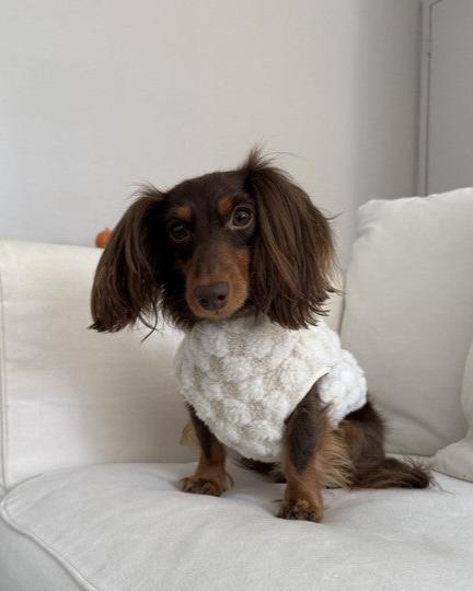 Soft and trendy ivory vest for dogs, perfect for Pugs or Bichons.