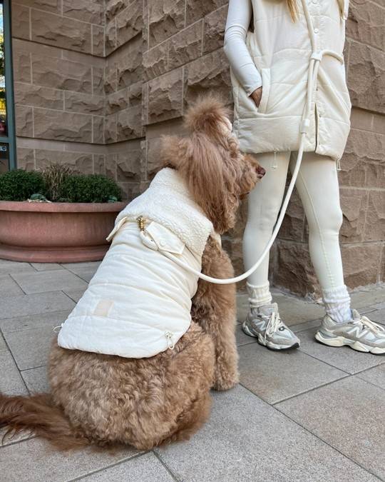 Yorkie wearing a plush ivory teddy dog vest, perfect for colder weather.