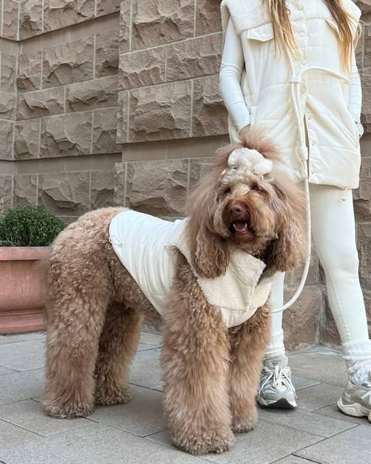 Doodle in a cozy On Cloud K-9 ivory dog vest for snuggly comfort.