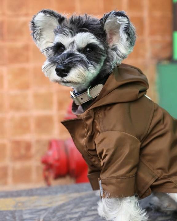 Best rain coat Pomeranian dogs
