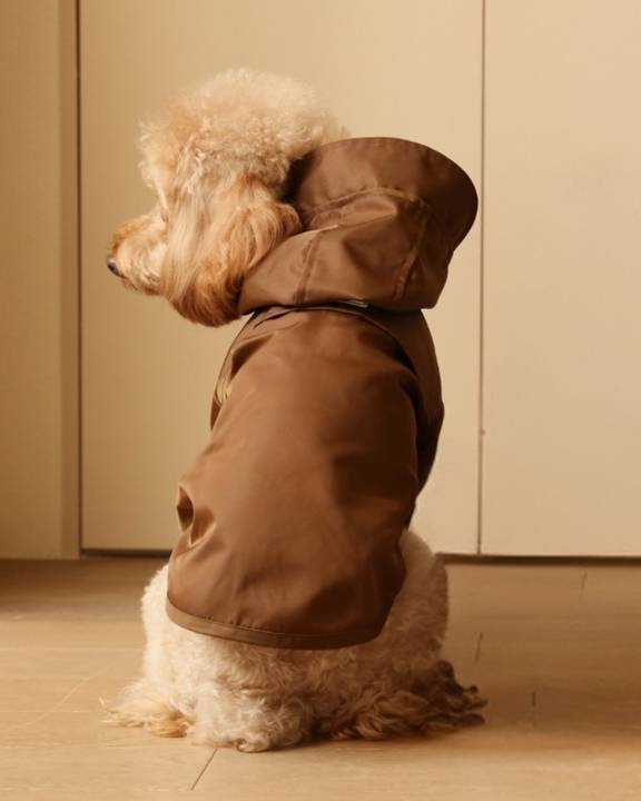 Best rain coat Maltese dogs
