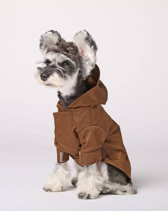 Waterproof rainjacket for Cavalier dogs