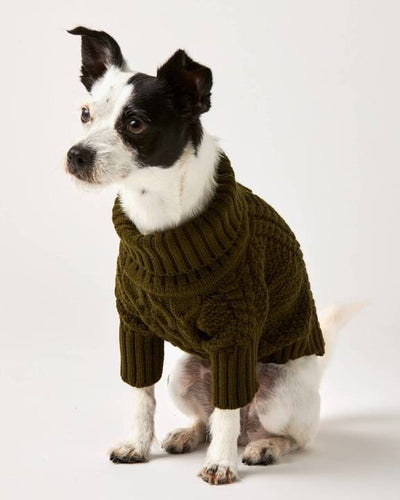 Medium-sized dog in an olive cable knit sweater, ready for fall adventures with a stylish turtleneck