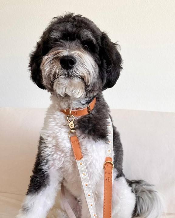 Stylish dog leash in white, decorated with delicate daisy flowers, perfect for springtime adventures