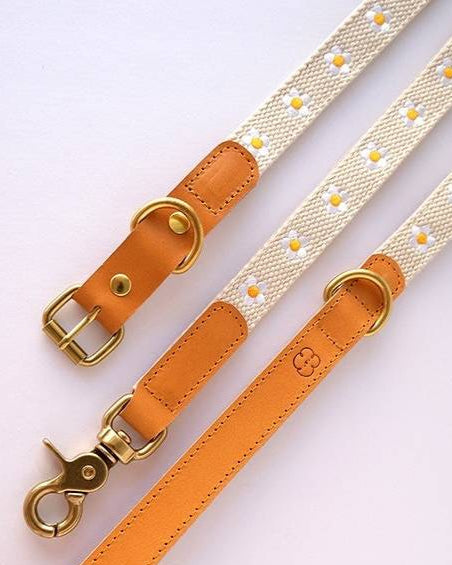 Charming white dog collar with daisy flowers, perfect for a sunny day walk