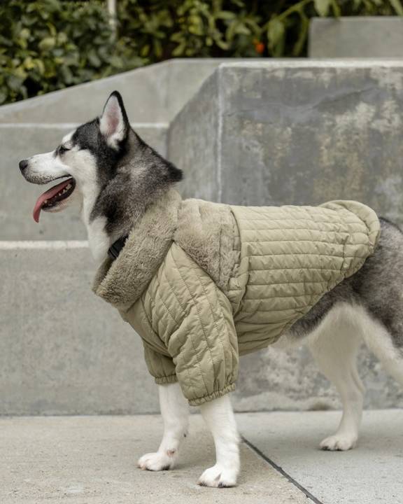 Versatile green jacket for dogs, perfect for layering