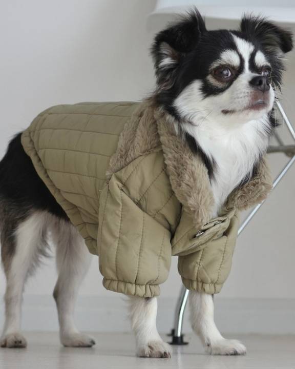 Stylish green jacket for dogs, ideal for both play and comfort