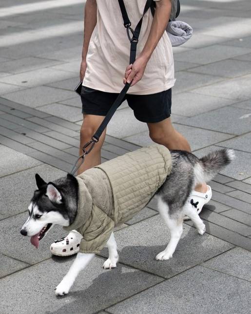 Functional green dog jacket designed for comfort and style