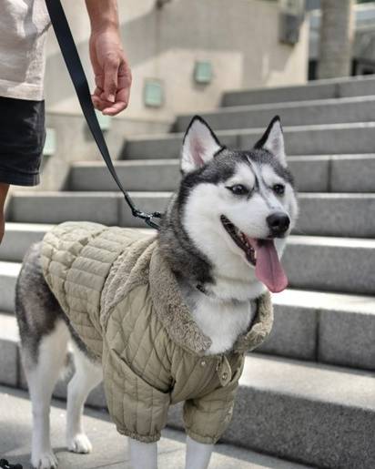 Durable green dog jacket, ideal for fashionable pups