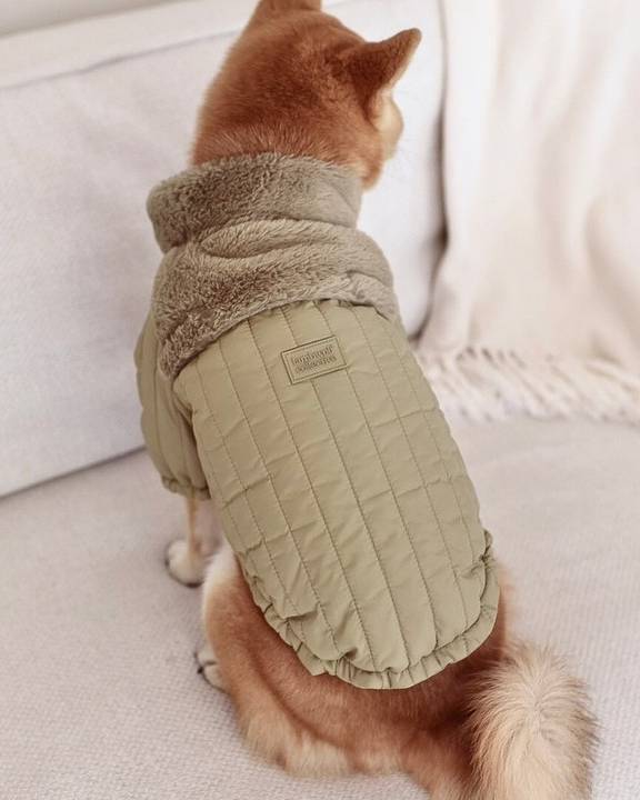 Trendy green dog jacket for stylish outings with your pet