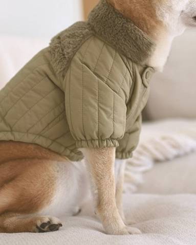 Chic green jacket for dogs, perfect for adventurous outings