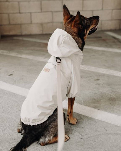 Waterproof ivory dog rain jacket to keep your pet dry