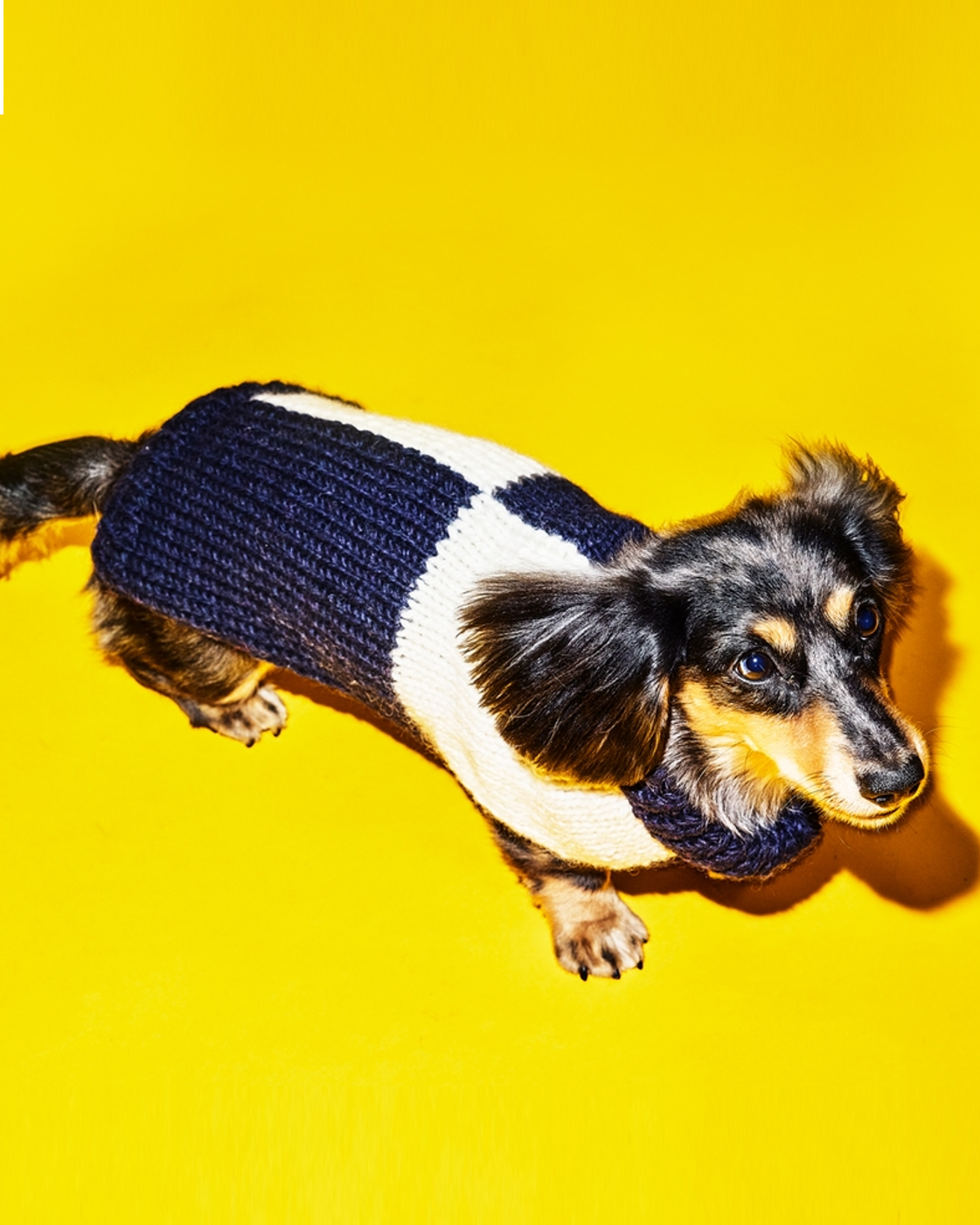 Navy and white dog sweater. tiny chihuahua sweater 