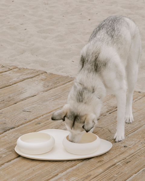 Yorkie using a contemporary bubble bowl with mat for stylish feeding.