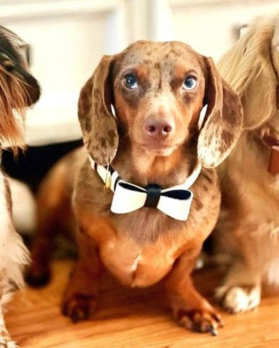 Elegant white leather pet bowtie for a classic look