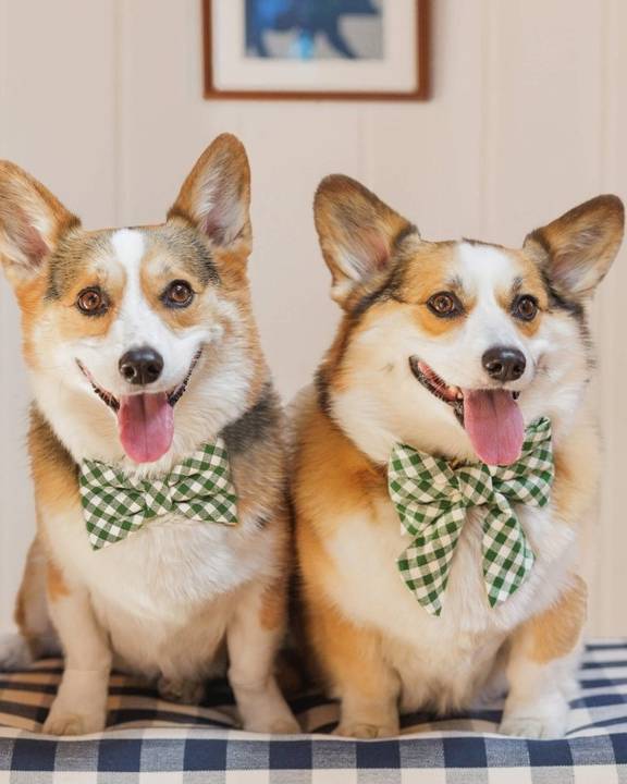 Gingham green bow tie for dogs, perfect for small and medium-sized breeds like French Bulldogs and Schnauzers.