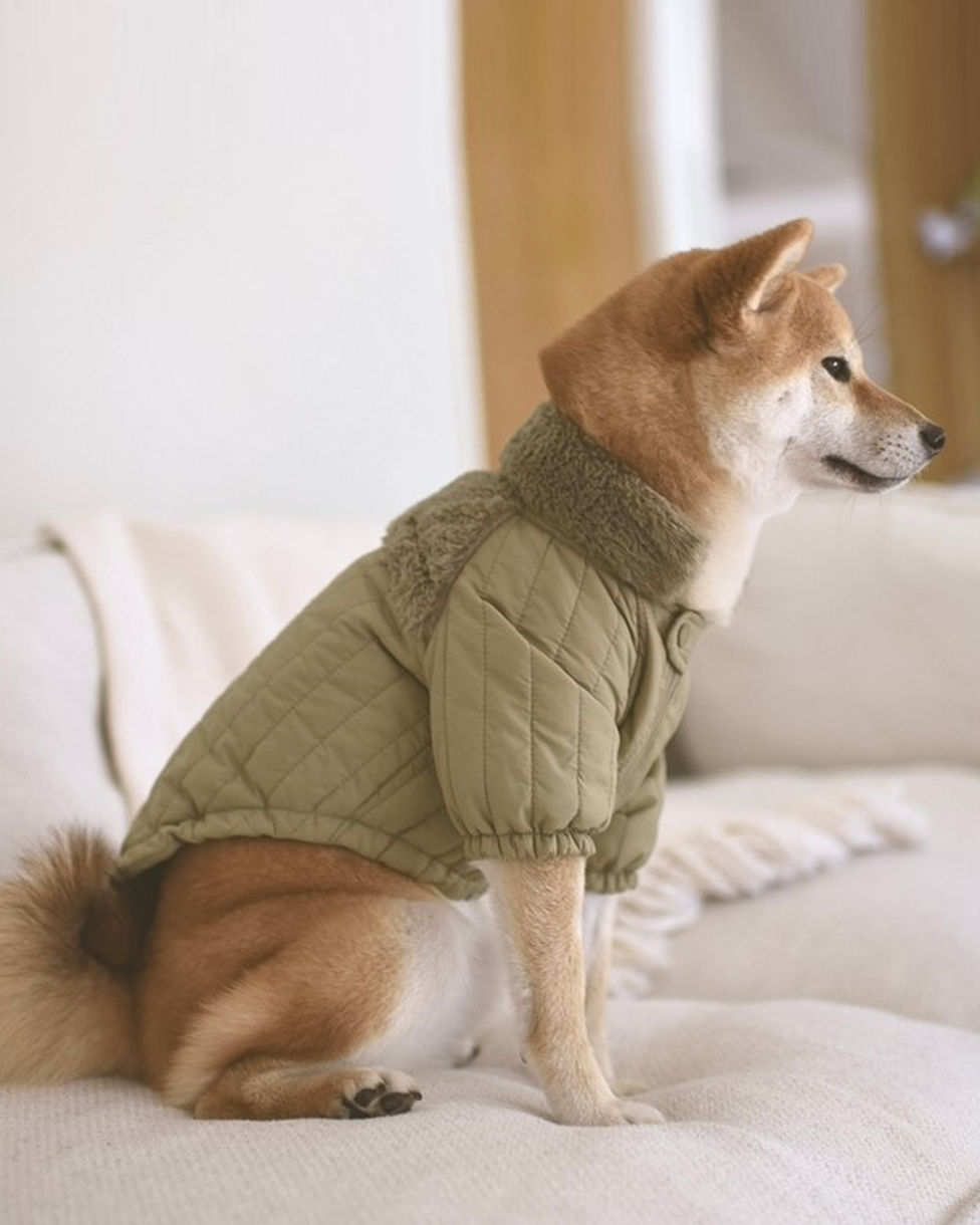 Stylish green dog jacket for outdoor adventures