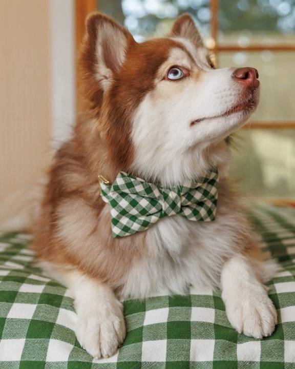 Green gingham bow tie for small to medium-sized dogs, perfect for Pugs and Beagles.