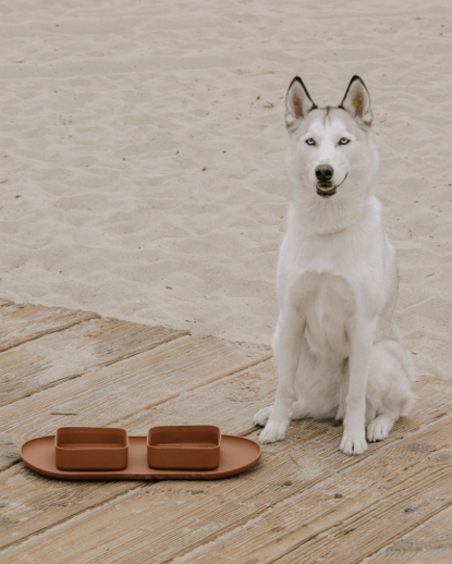 Corgi dining from a modern square bowl and mat set designed for small breeds.