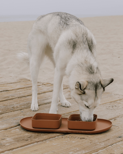 French Bulldog using a sleek and functional square dog bowl with mat for feeding.