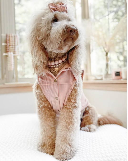 Yorkie styled in a blush beaded dog necklace, perfect for formal events.