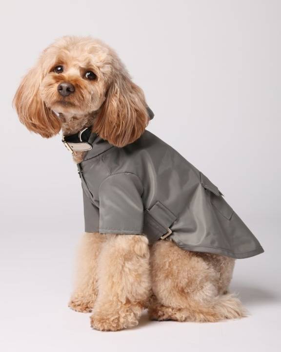 Lightweight and trendy rain jacket for dogs, perfect for Chihuahuas or Corgis.